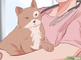 Besides losing fluids, a cat with diarrhea is losing key nutrients called electrolytes that are essential for nerve function. How To Stop Your Cat S Diarrhea 10 Steps