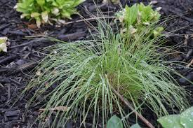 Image result for Sporobolus