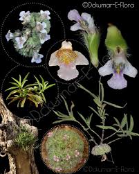 Image result for Cyathula orthacantha