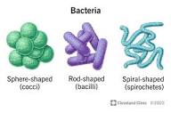 Bacteria: Definition, Types, Benefits, Risks & Examples