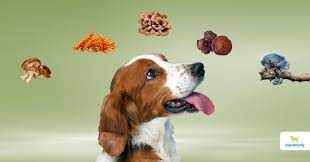 Maybe you would like to learn more about one of these? Can Dogs Eat Mushrooms The Safe Unsafe List Dogs Naturally