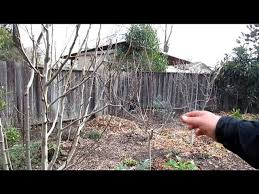 Jun 08, 2021 · how to prune fruit trees. How I Prune My Dormant Fruit Trees To Keep Them Dwarf Youtube