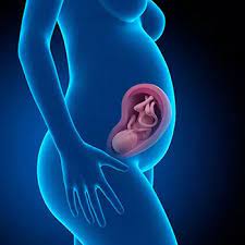 Semana 30 De Embarazo Como Crece Tu Futuro Bebe