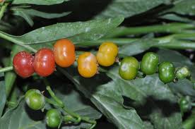 Image result for Solanum schumannianum