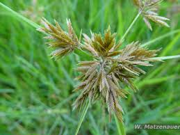 Image result for Pycreus macrostachyus