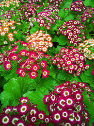 Image result for Cineraria mazoensis