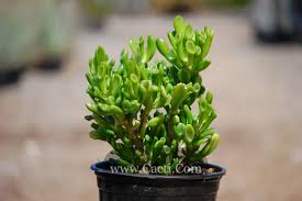 Check spelling or type a new query. Crassula Ovata Gollum Cacti Com