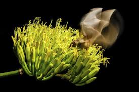 Image result for Lepidagathis andersoniana