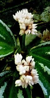 Image result for Pilea cadierei