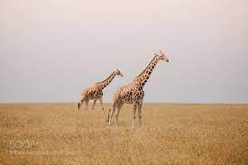 Animal Wildlife Wildlifephotography Cute Love Pet Safari Different Love Peace Animallover Kenya Wildlife Photography Animals