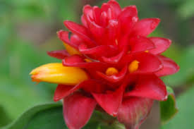 Image result for Costus subbiflorus