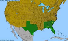 Image result for Schoenoplectiella roylei