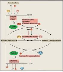 Figure 5 2 From The Role Of Snf1 Related Protein Kinase 1