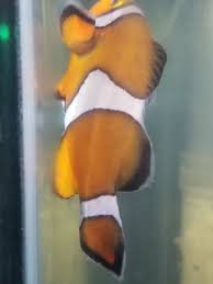 Help During Cp Treatment For Velvet Please Reef2reef Saltwater And Reef Aquarium Forum
