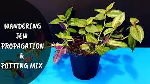 Wandering jew plant care tips & propagationsanother exciting video! Wandering Jew Plant Propagation Potting Mixture Growing Tradescantia Zebrina Youtube