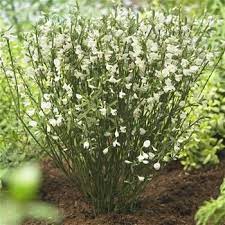 Cytisus White Lion Bloeiende Struiken Potplanten Tuincentrum