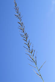 Image result for Sporobolus pyramidalis