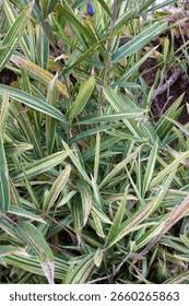 Image result for Pleioblastus fortunei