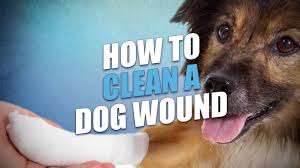 After hands are washed, remove the old wound dressing from the surgical area, use the wrapper of the gauze to keep it sterile while wetting the new wound dressing with a saline wound wash. How To Clean And Treat Dog Wound Dog First Aid Basics Youtube