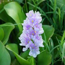 Water Hyacinth Facts Care Planting Guide Eichhornia Crassipes Pond Informer