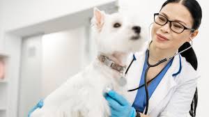 Description:welcome to animal medical clinic, located in west portland, our staff members are all dedicated animal lovers who strive to provide the best care possible for your furry loved ones. Newport Animal Hospital Bonita Springs Fl
