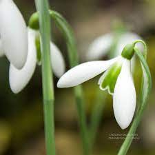 Galanthus Hybrid Alison Hilary A Collectors Snowdrop Bulb Naturally Grown Outdoors Lakeland Snowdrops Plants Lakeland Hilary