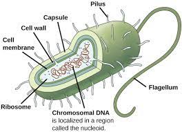 Structure Of Prokaryotes Boundless Biology