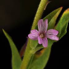 Image result for Epilobium salignum