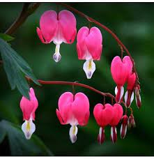 Anthuriums can be white, yellow, red, pink, orange or green and bloom with very little care. Egrow 10pcs Dicentra Spectabilis Seeds Bleeding Heart Garden Plant Heart Shaped Flowers