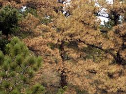 Periodic outbreaks of mountain pine beetles can kill millions of trees. First Of Its Kind Study Documents Impacts Of Beetle Kill On Colorado Forest Wildlife Colorado Springs News Gazette Com
