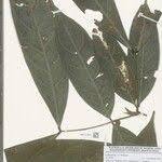 Image result for Englerodendron