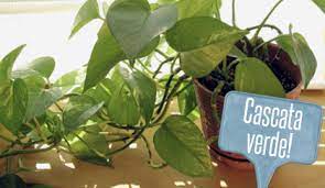 Pianta di gardenia jasminoides vaso 17cm. Piante Da Interno 8 Piante Cascanti Che Renderanno Il Vostro Appartemento Piu Verde Che Mai Leitv