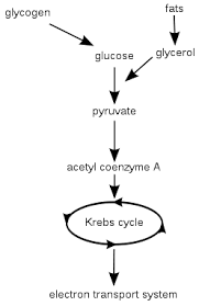 File Cellular Respiration Flowchart En Svg Wikimedia Commons