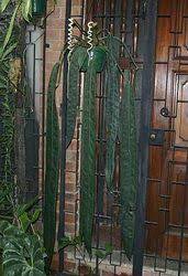 Anthurium Wendlingeri Anthurium Rare Plants Philodendron