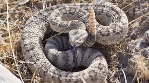 Image result for Snake Bite