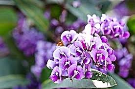 Последние твиты от عطر الليلك (@pinklovebmb). Taurusgardening Com Img Gard 2020 4306 Image Md