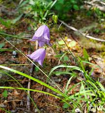Image result for Barleria rotundifolia
