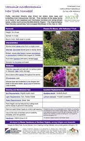 Image result for Vernonia zanzibarensis