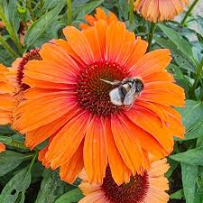 Image result for Solenangis conica