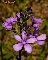 Image result for Buchnera usuiensis