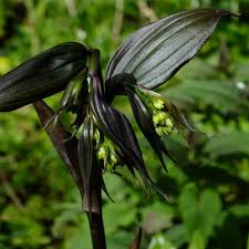 Image result for Dierama longistylum