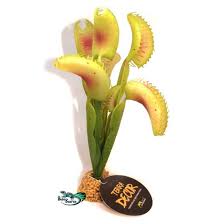 Les plantes carnivores sont des plantes d'intérieur le plus puissant, mais beaucoup peuvent seulement prospérer dans un environnement de les plantes carnivores sont fascinants et viennent dans autant de variétés intéressantes. Terra Decor Plante Carnivore
