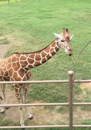 Samburu investigating the snowman built by tulsa zoo staff. 42 Best Tulsa Zoo Ideas Tulsa Zoo Zoo Tulsa