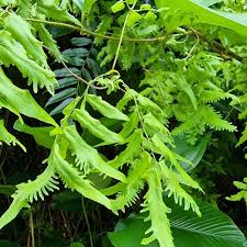 Image result for Lygodium microphyllum