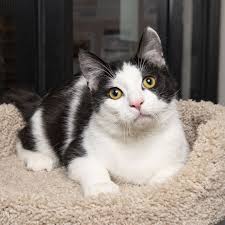 Adopting healthy puppies and kittens to loving homes. Nashville Cat Rescue On Twitter Cat Rescue Cats Adoption
