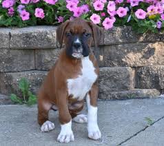 Find boxer puppies and breeders in your area and helpful boxer information. Denver Boxer Puppy For Sale In Sugarcreek Oh Happy Valentines Day Happyvalentinesday2016i