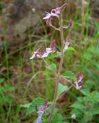 Image result for Aeollanthus