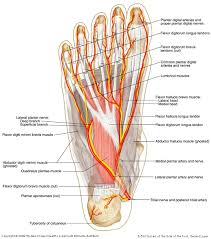 Foot Nerve Diagram Wiring Diagrams
