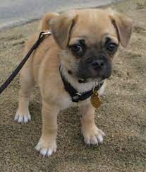 12 Unreal Chihuahua Cross Breeds You Have To See To Believe Chihuahua Pug Mix Pug Mix Puppies