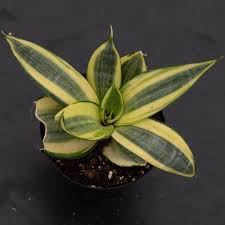 Image result for Sansevieria trifasciata